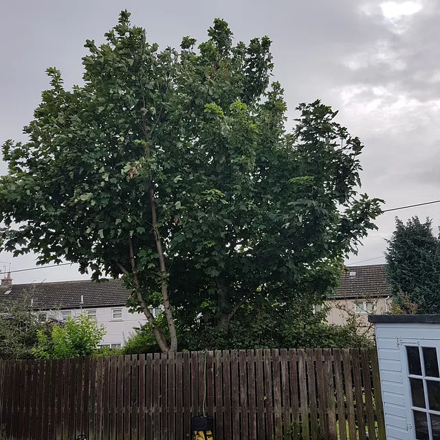 Sycamore prune in longstone 